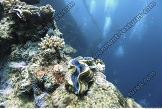 Photo Reference of Coral Sudan Undersea 0006